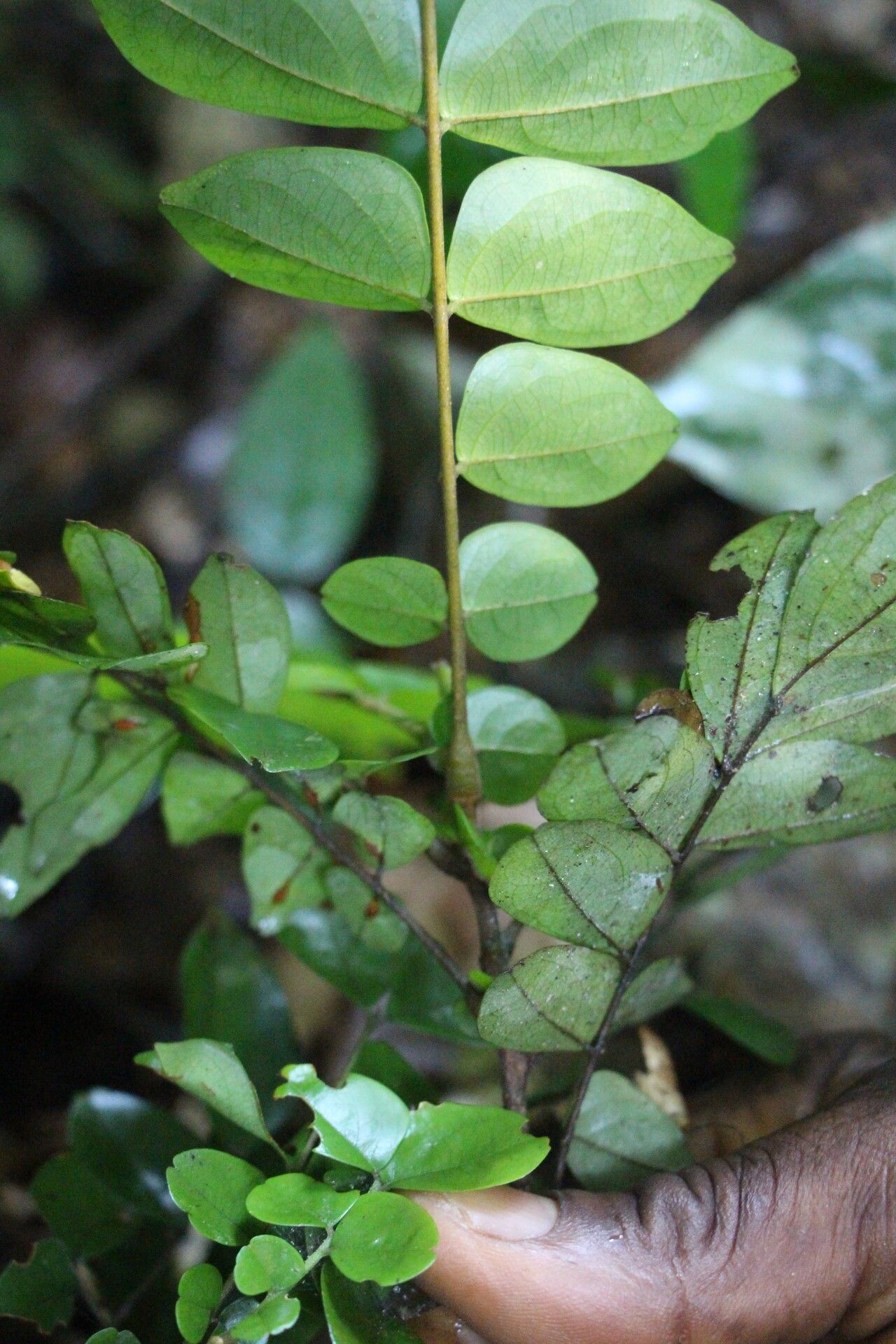 Rourea obliquifoliolata leaf