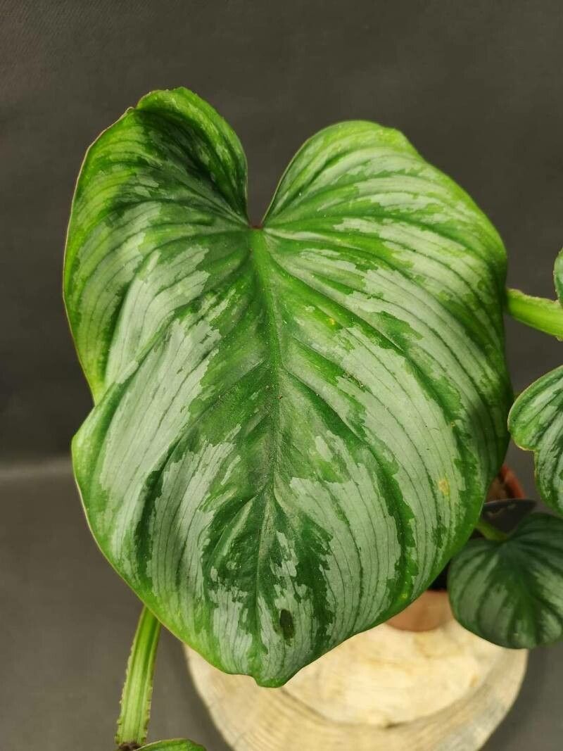 Philodendron mamei leaf
