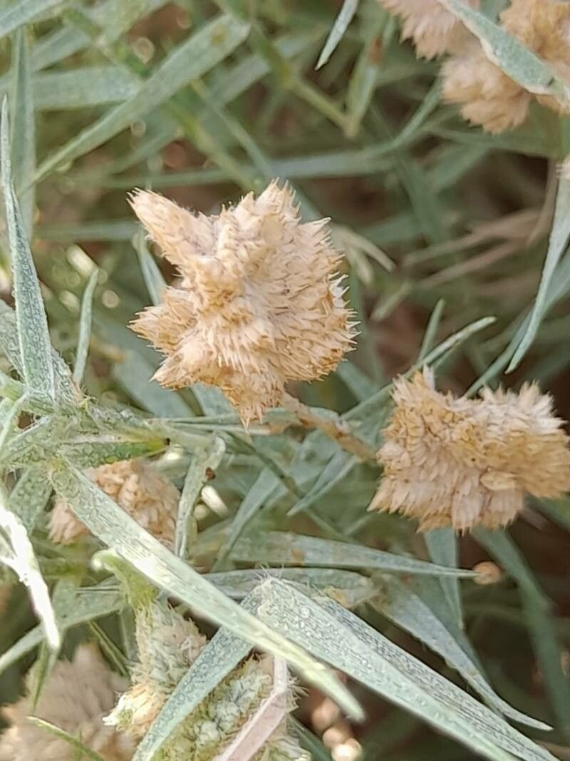 Aeluropus lagopoides fruit
