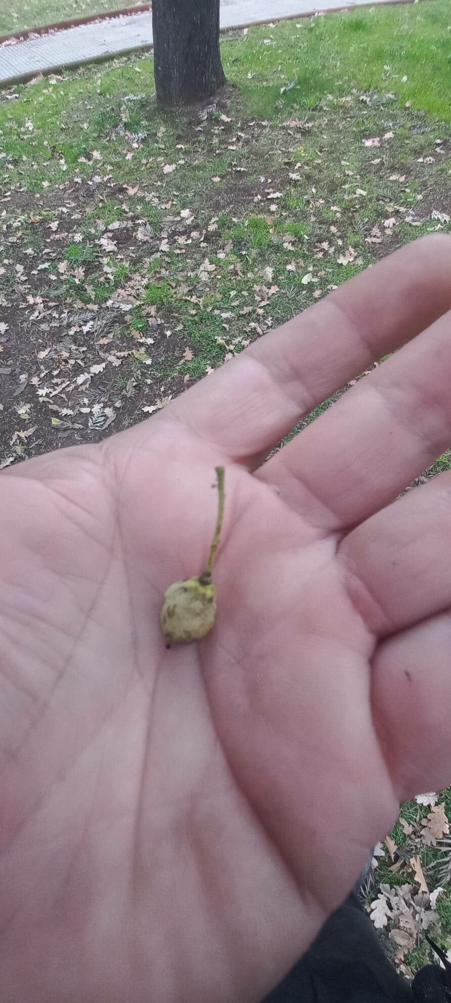 Macadamia ternifolia fruit