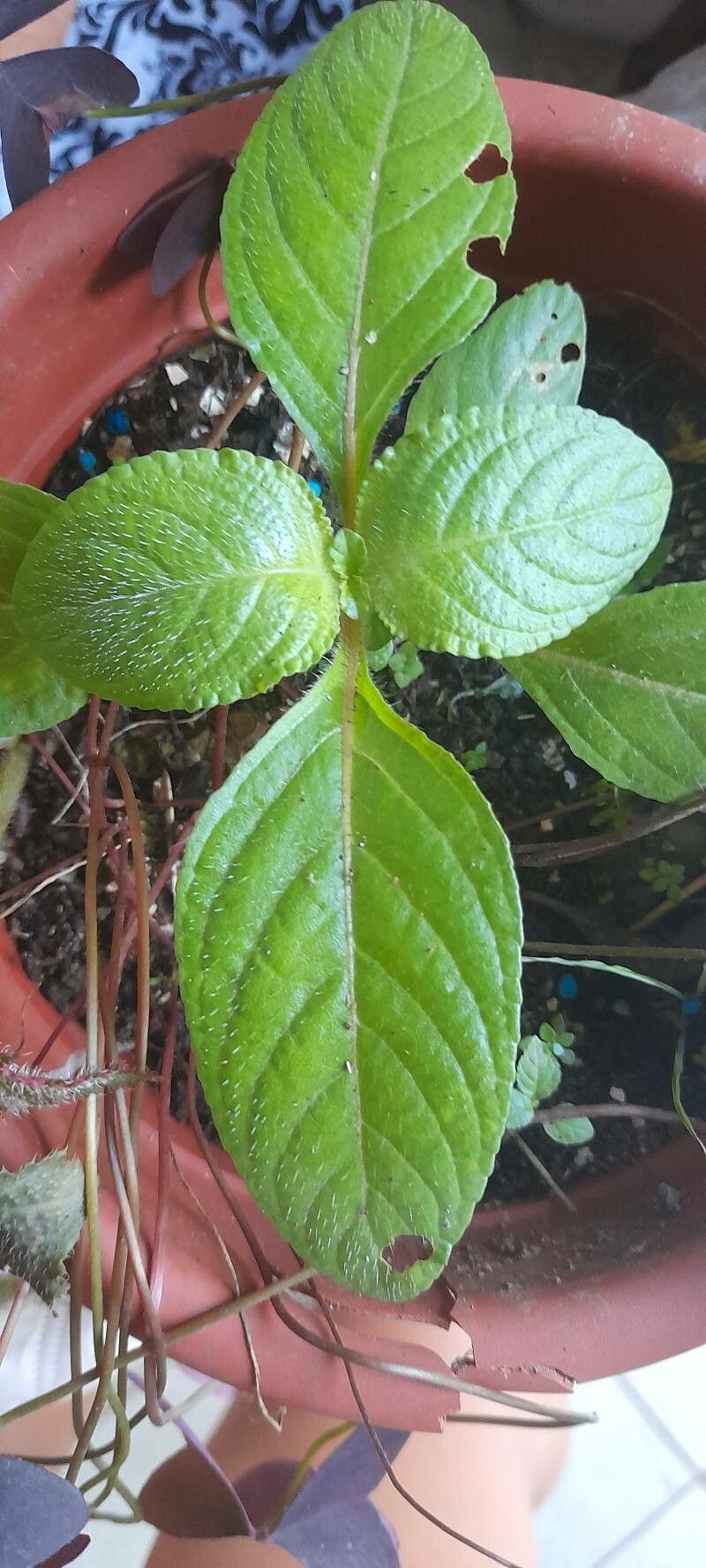 Chrysothemis melittifolia leaf