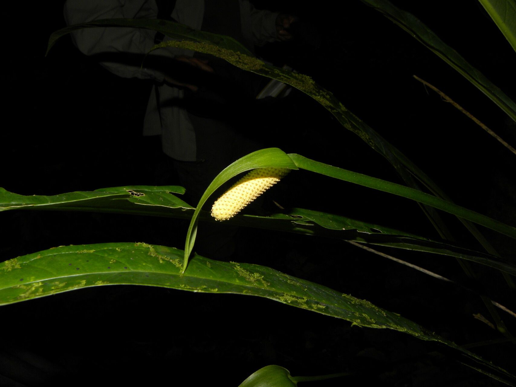 Anthurium spathiphyllum fruit