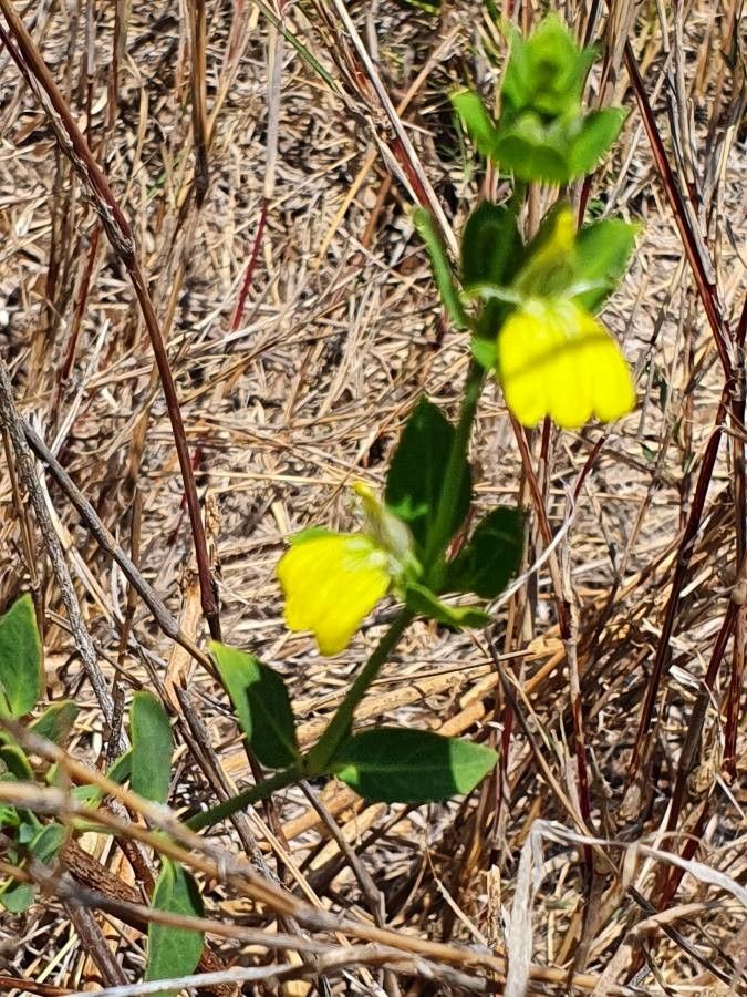 Justicia odora flower