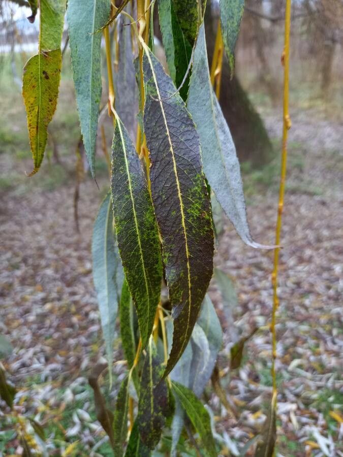 Salix x sepulcralis leaf