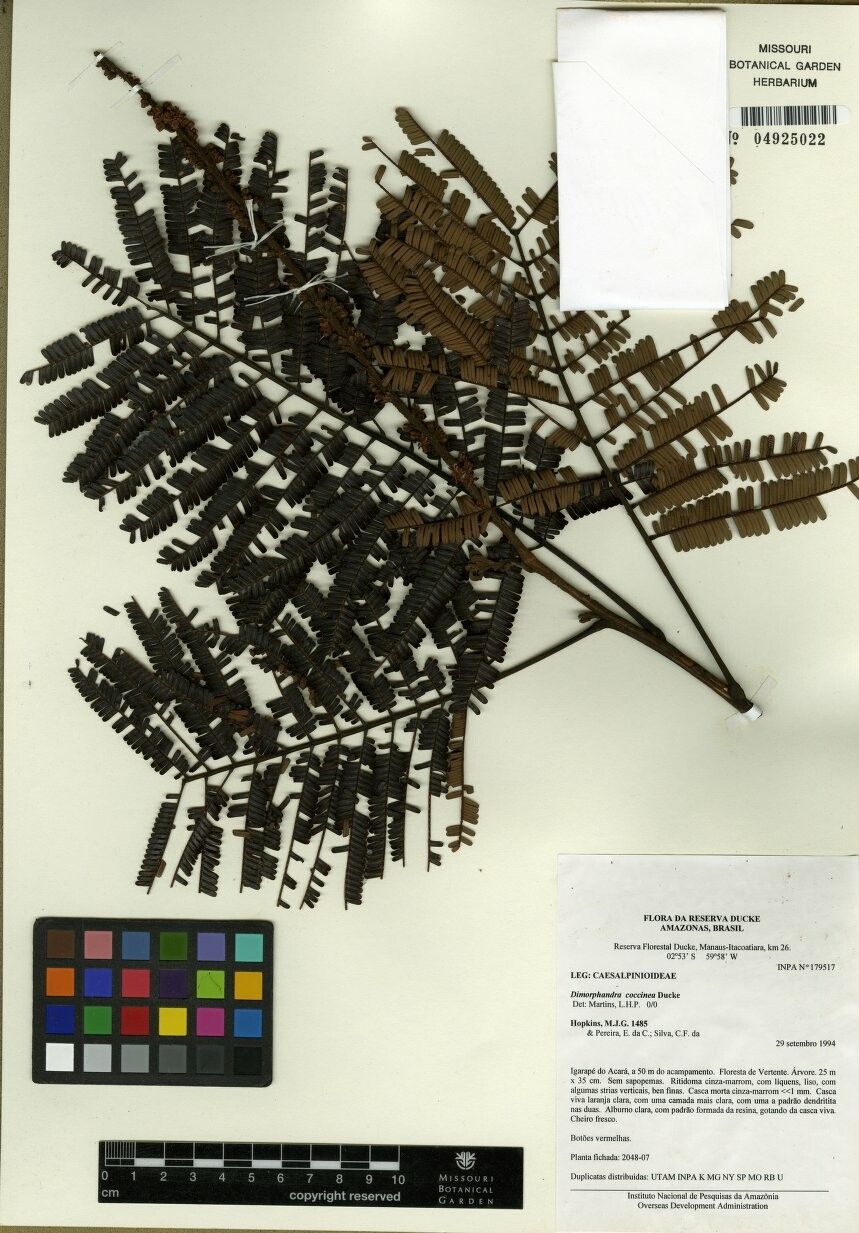 Dimorphandra coccinea — related species from the same genus