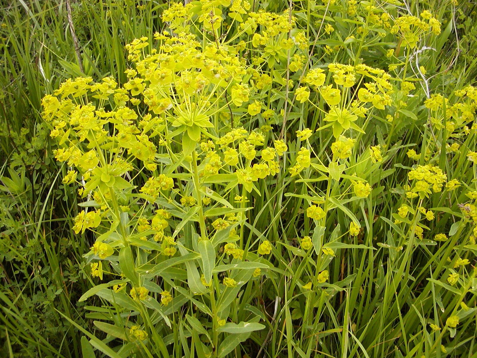 Euphorbia salicifolia habit