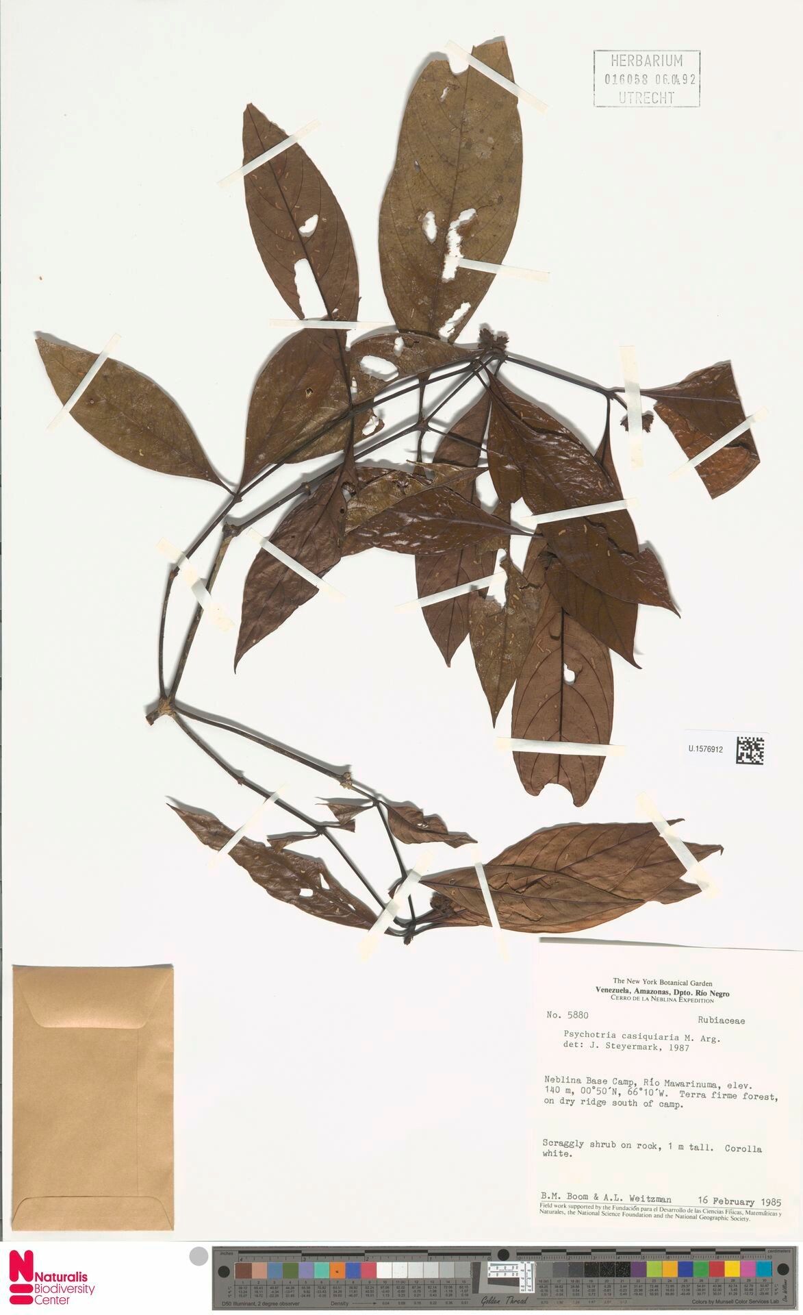 Palicourea casiquiaria leaf