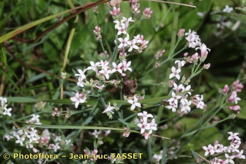Asperula pyrenaica flower