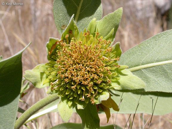 Wyethia helenioides fruit