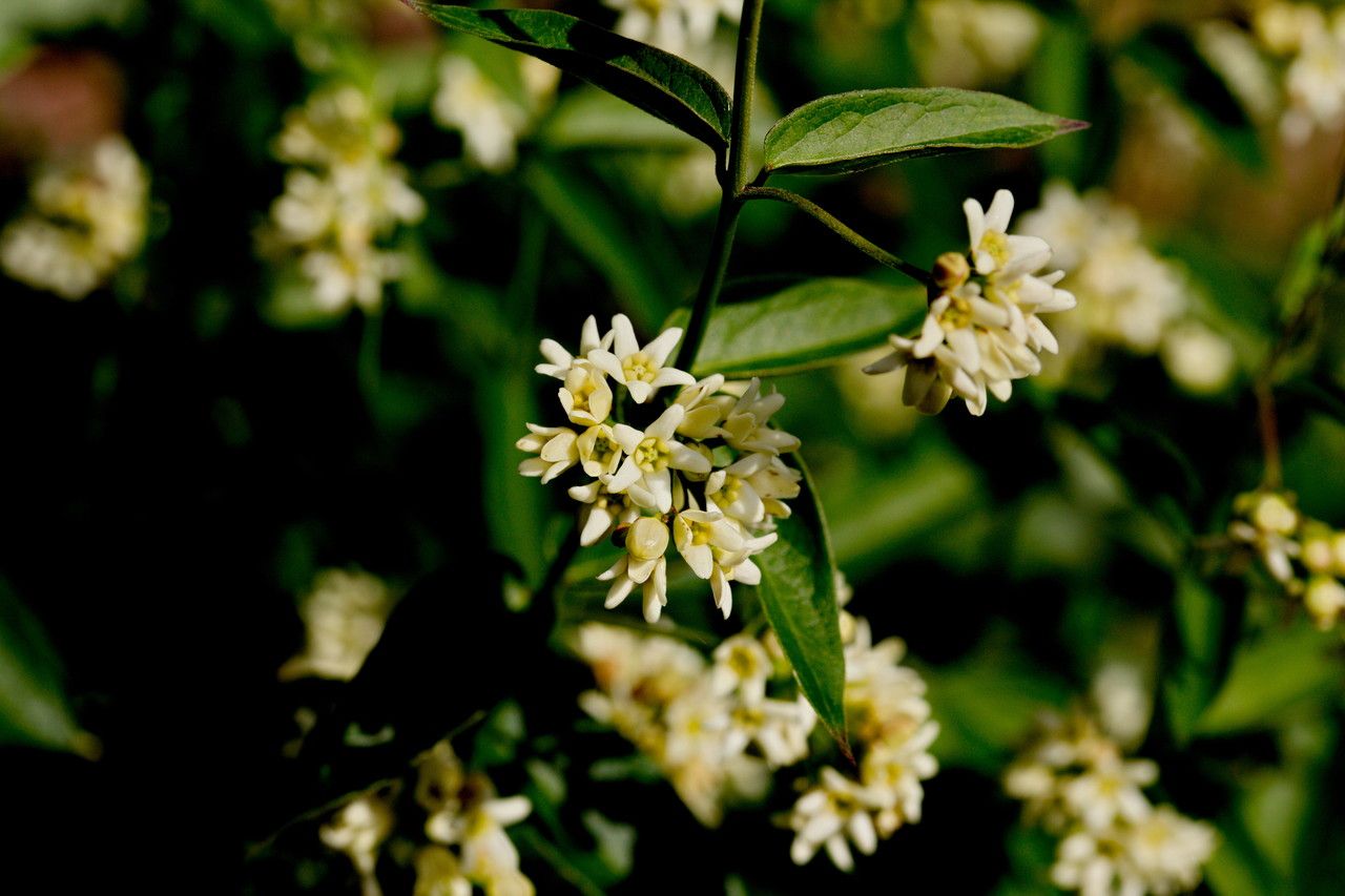 Vincetoxicum Hirundinaria leaf