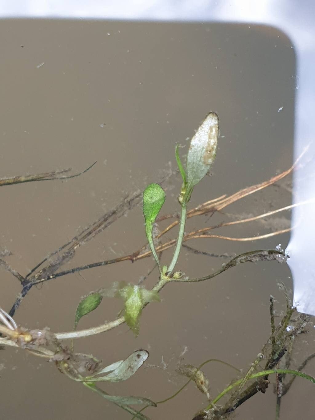 Elatine hydropiper leaf