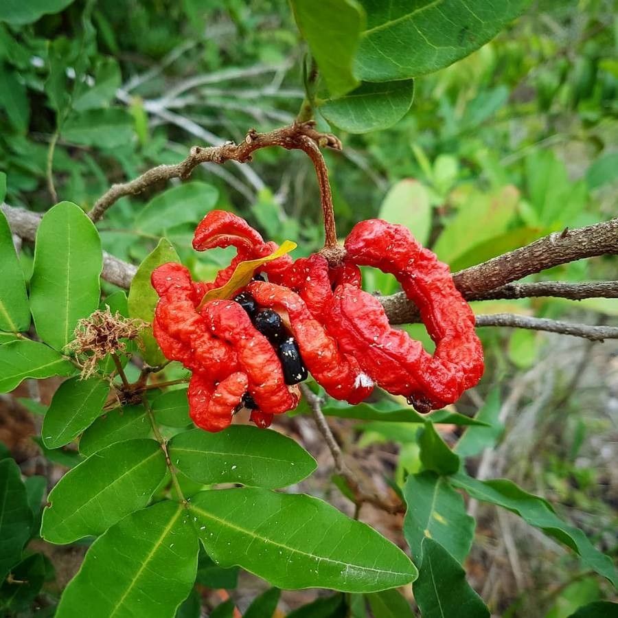 Cojoba rufescens fruit