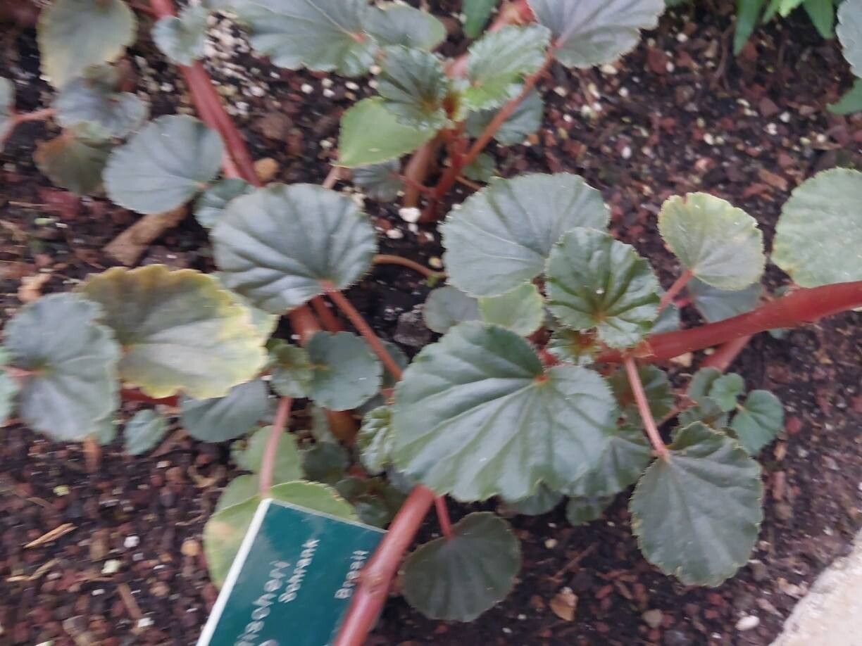 Begonia fischeri — houseplant care guide
