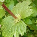 Lamium amplexicaule