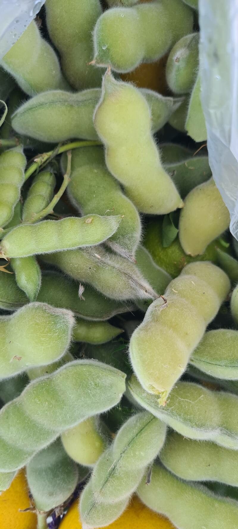 Lupinus cosentinii fruit