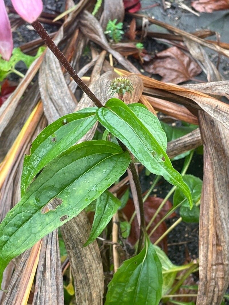 Echinacea tennesseensis — houseplant care guide