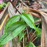 Echinacea tennesseensis
