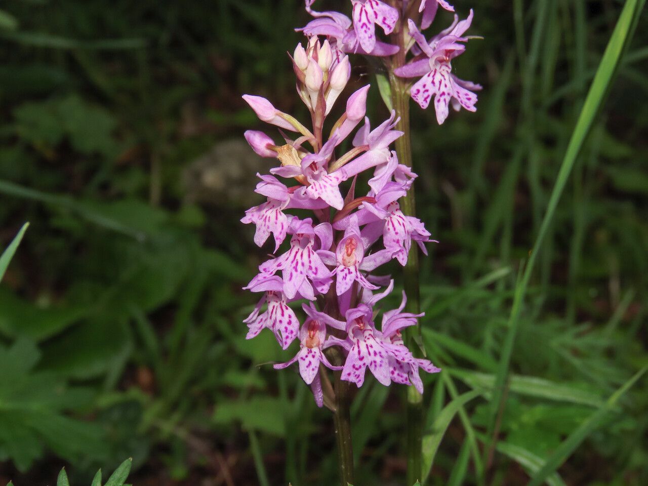 Dactylorhiza saccifera flower