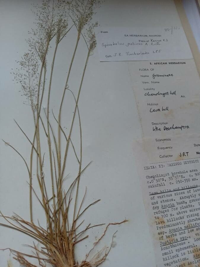 Sporobolus festivus flower