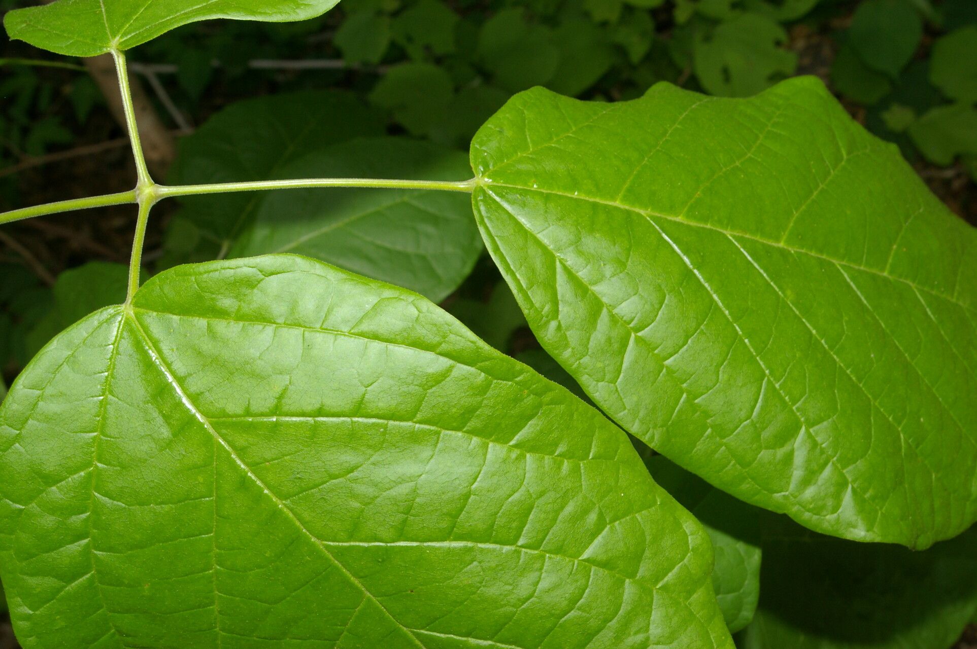 Xylophragma seemannianum — houseplant care guide