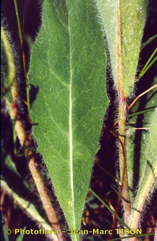 Hieracium monregalense — houseplant care guide