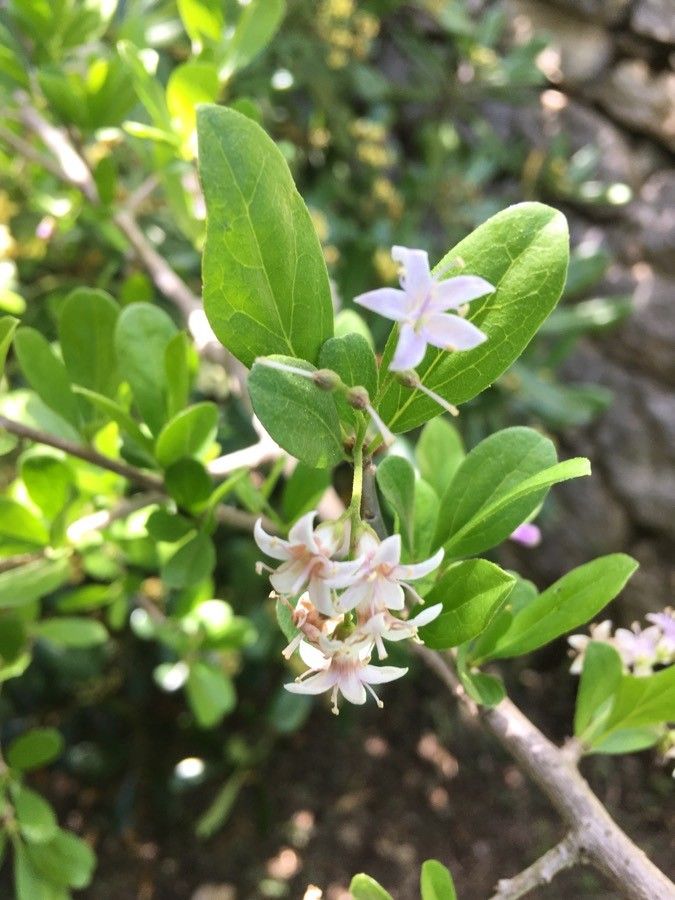 Ehretia rigida flower