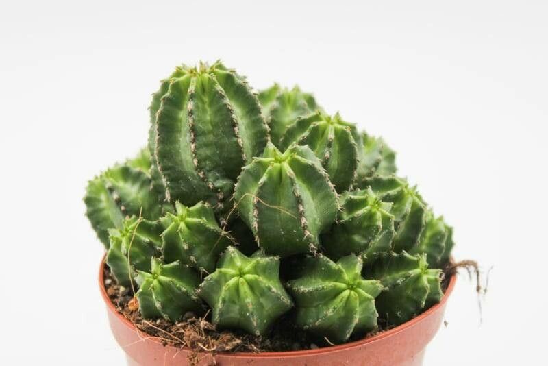 Euphorbia frankii habit