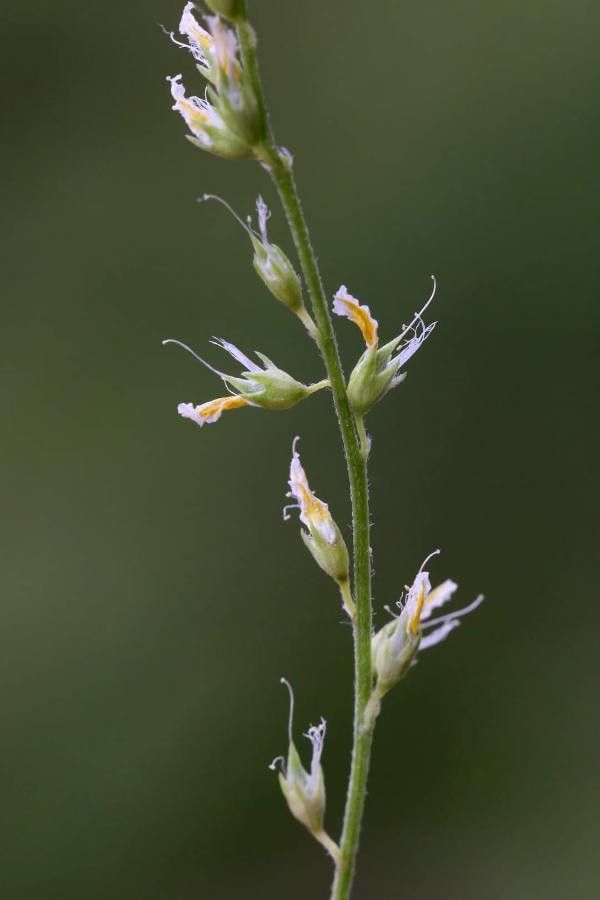 Melilotus neapolitanus other
