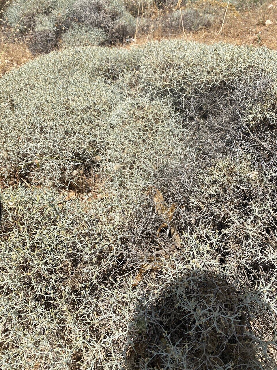 Centaurea spinosa habit