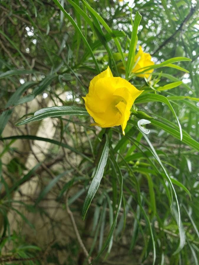 Thevetia peruviana flower