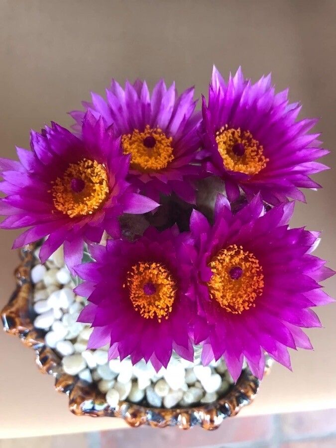 Echinocactus Horizonthalonius flower