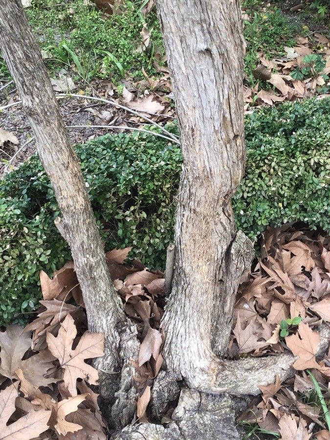 Fontanesia phillyreoides bark