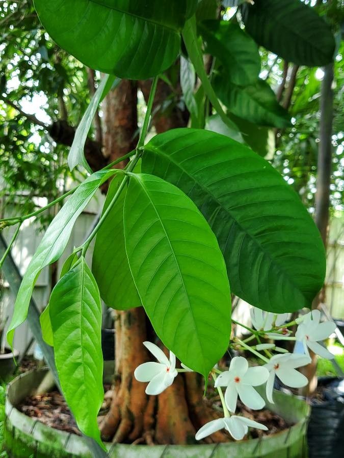 Kopsia singapurensis — search result for 'Singapore'