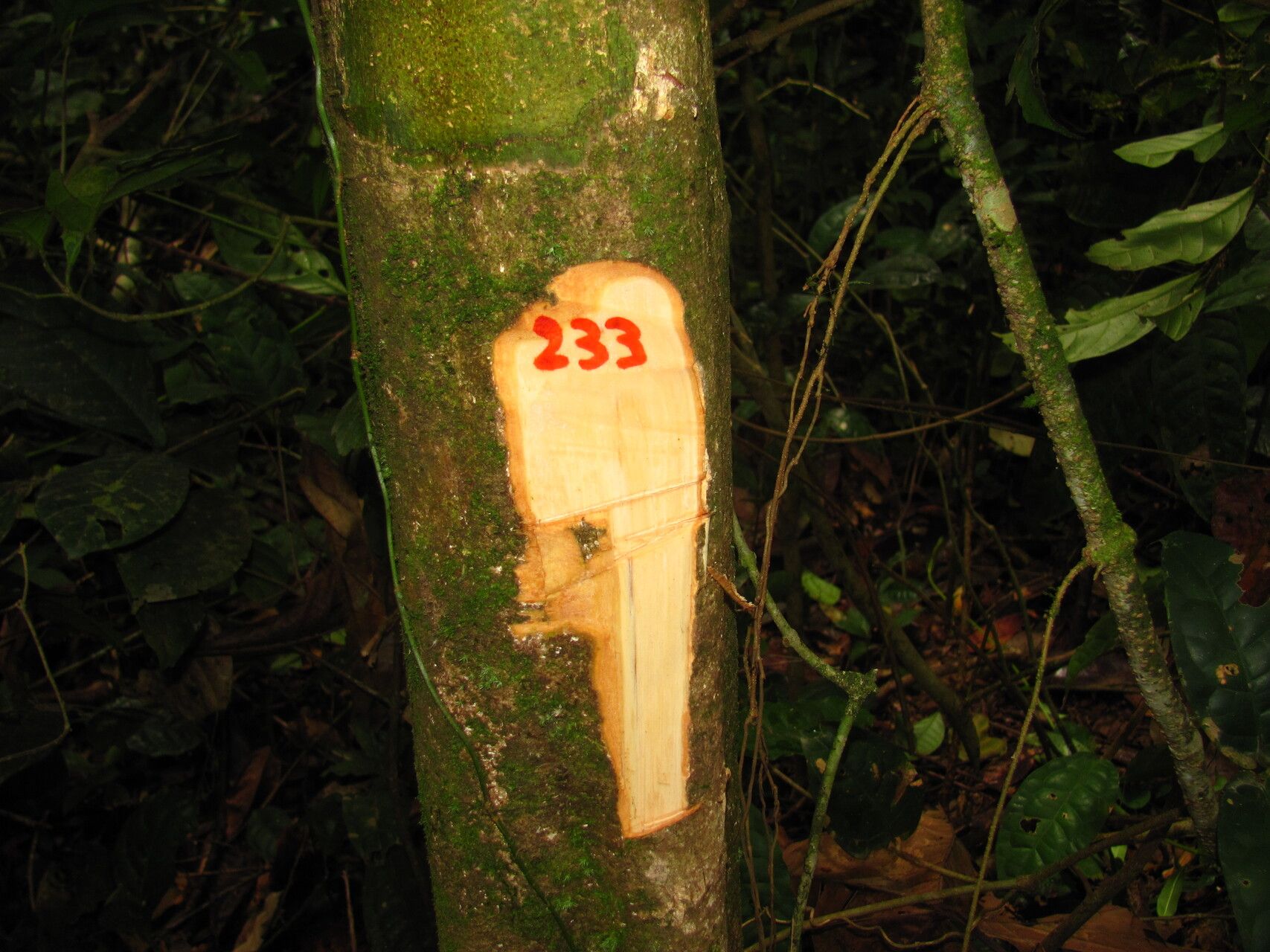 Drypetes staudtii — houseplant care guide