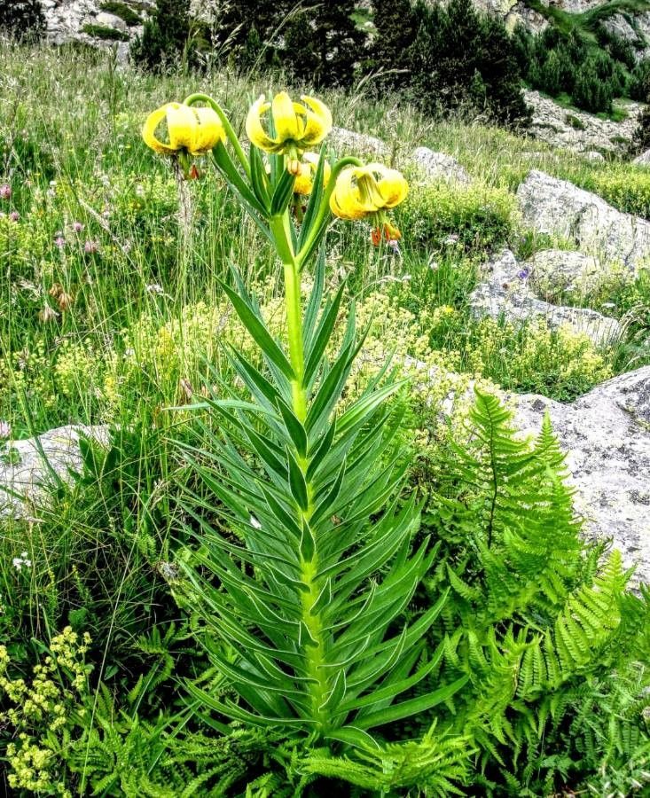 Lilium pyrenaicum — search result for 'Liliaceae'