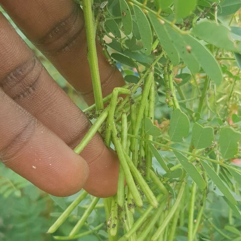 Indigofera longibarbata fruit
