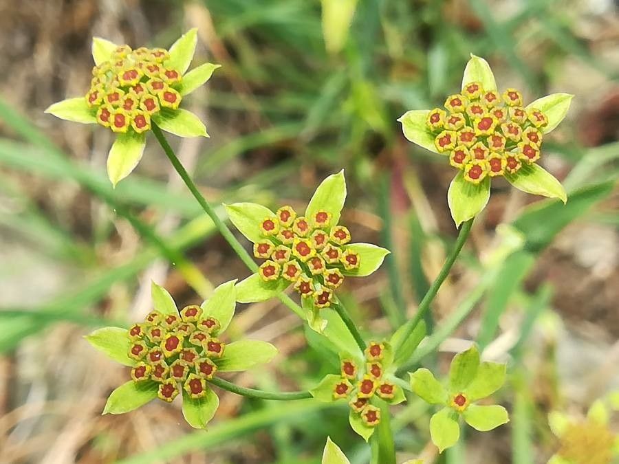 Bupleurum ranunculoides flower