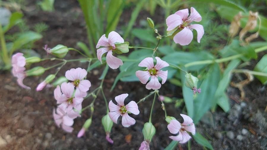 Vaccaria hispanica flower