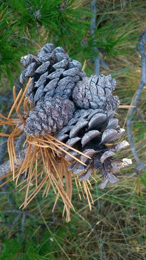Pinus aristata fruit