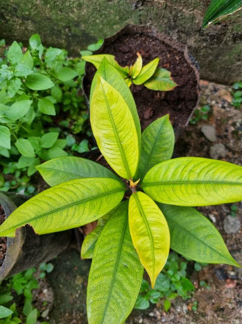 Garcinia × mangostana leaf