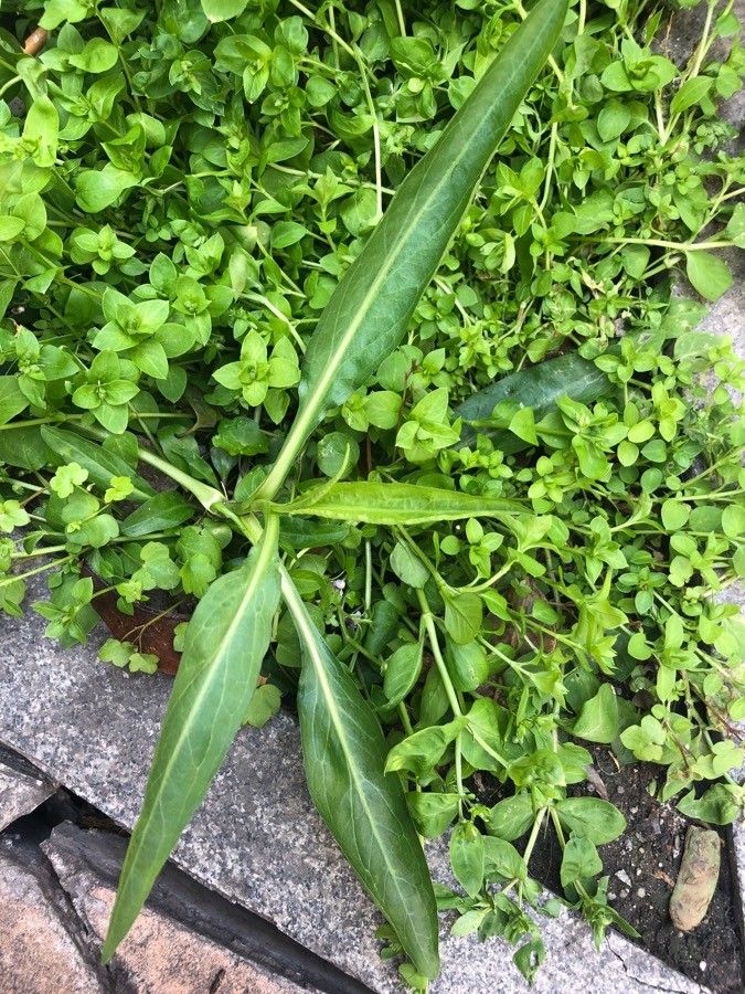 Isatis lusitanica habit