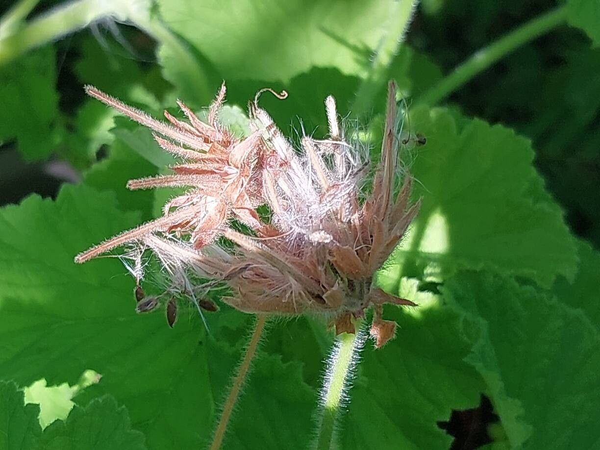 Pelargonium vitifolium fruit