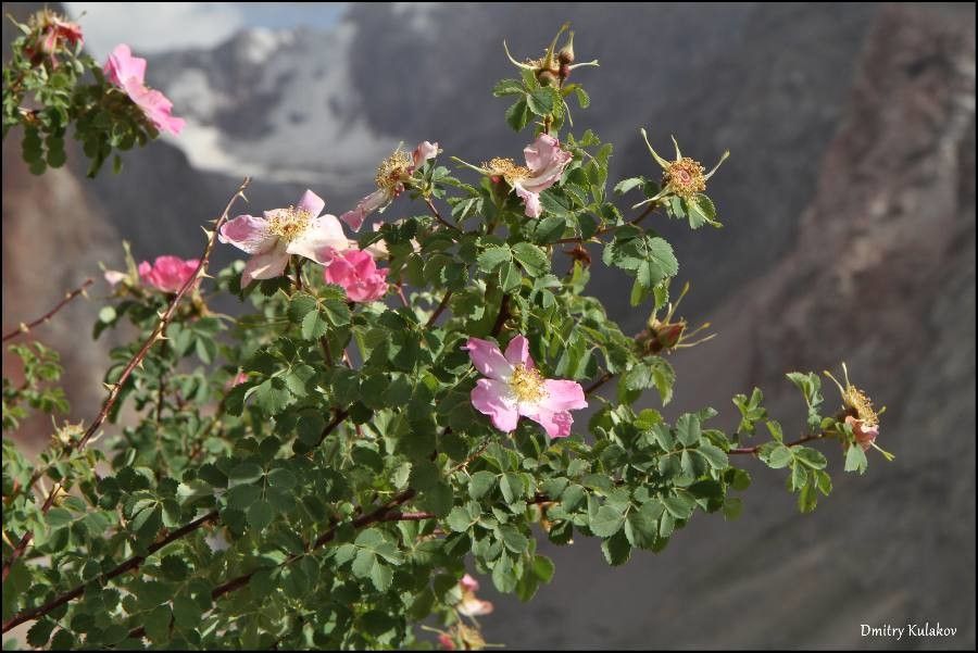 Rosa fedtschenkoana flower