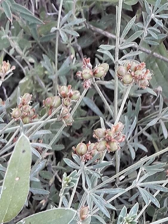 Dorycnium pentaphyllum fruit
