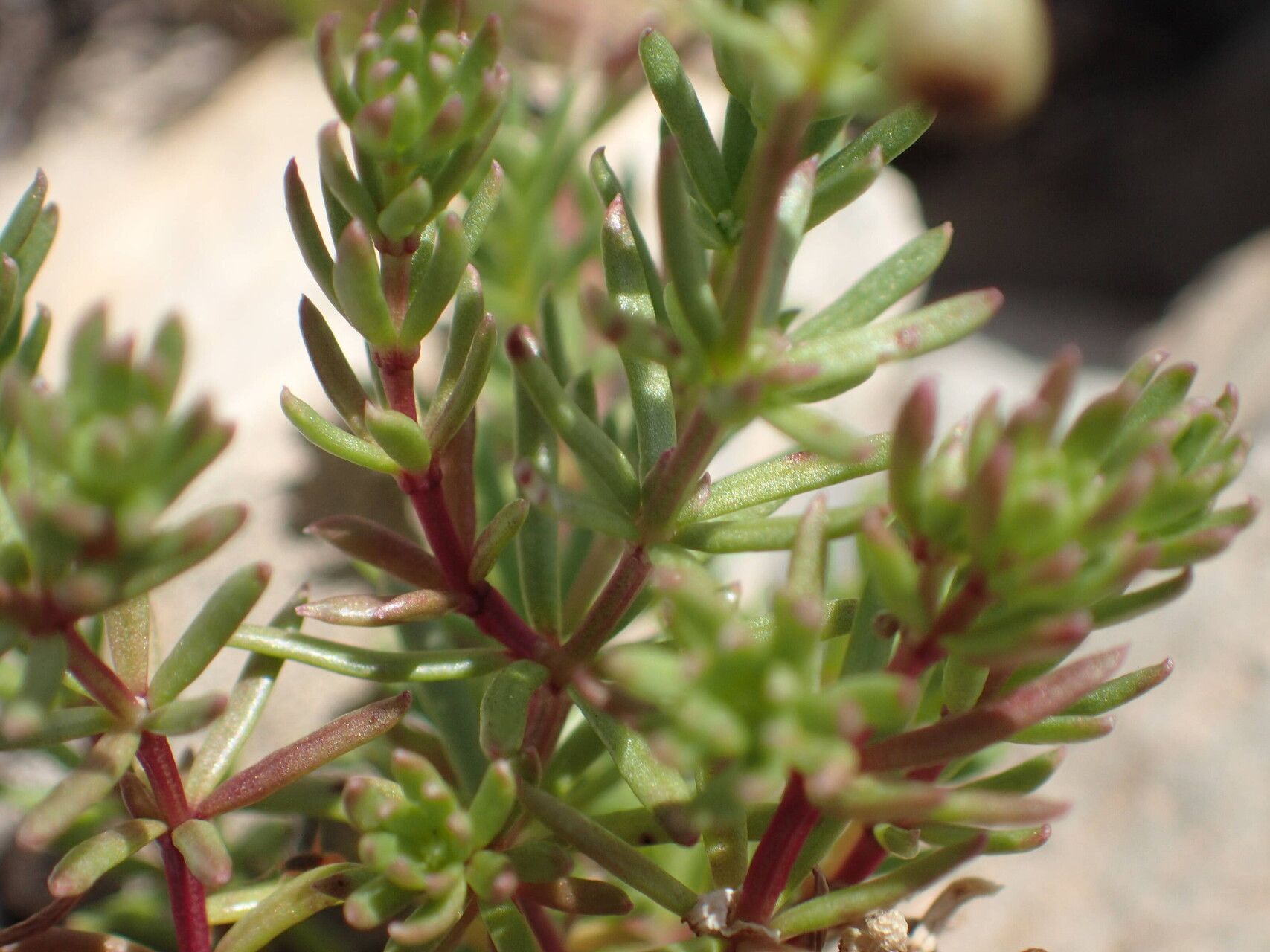 Galium saxosum — houseplant care guide