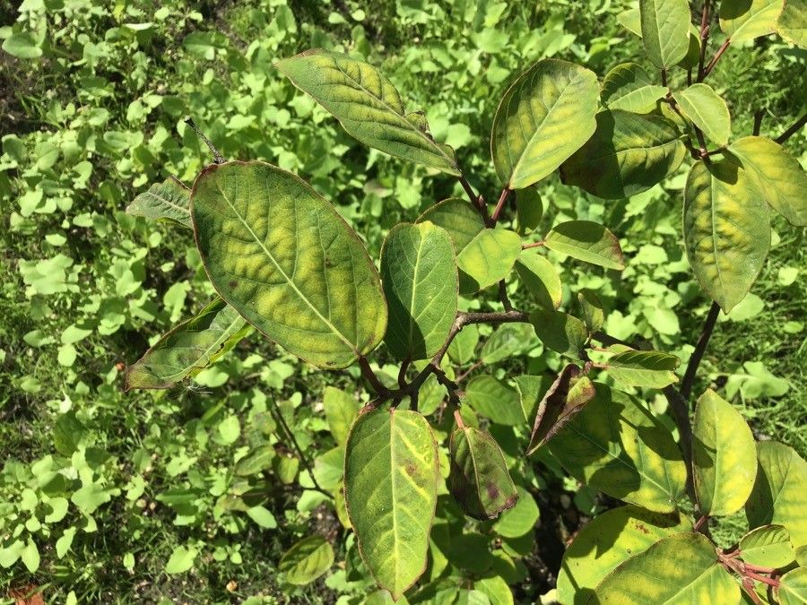 Neoshirakia japonica — search result for 'Triadica'