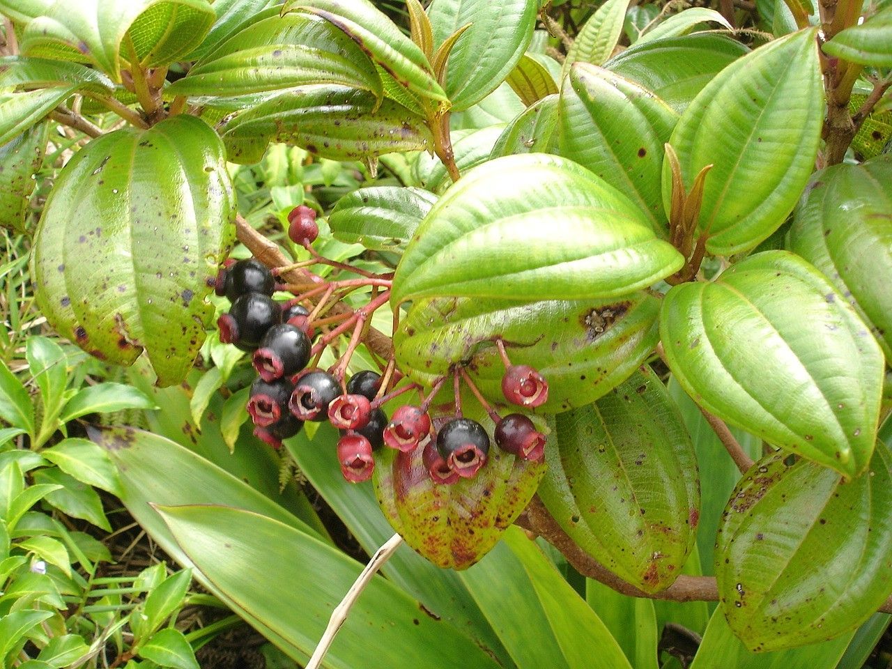Miconia coccinea fruit