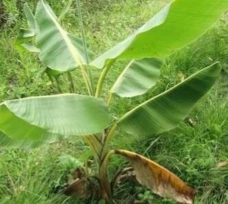 Musa siamensis — search result for 'Musa'