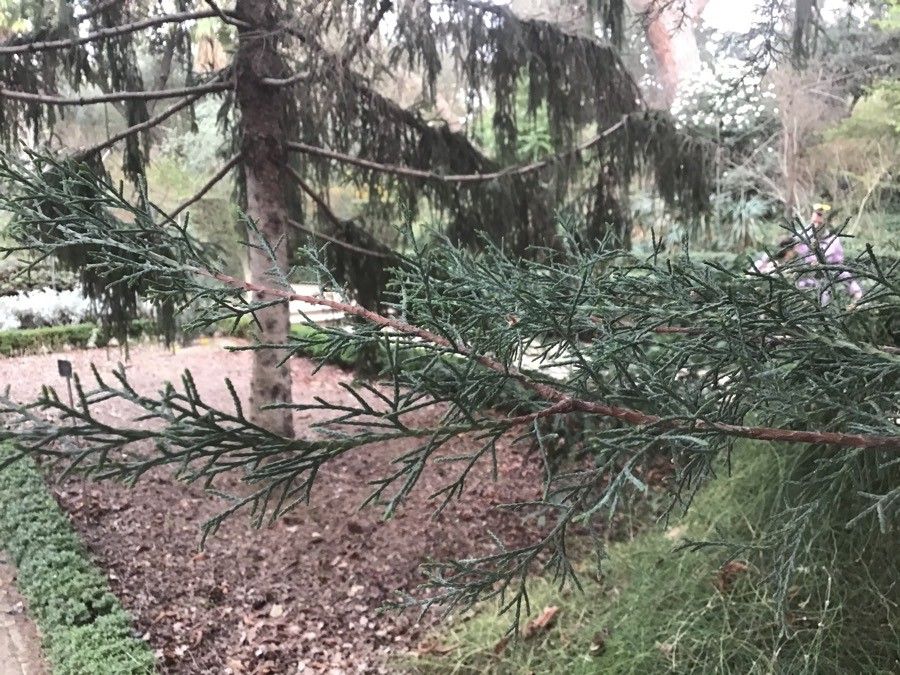Cupressus lusitanica