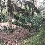 Cupressus lusitanica